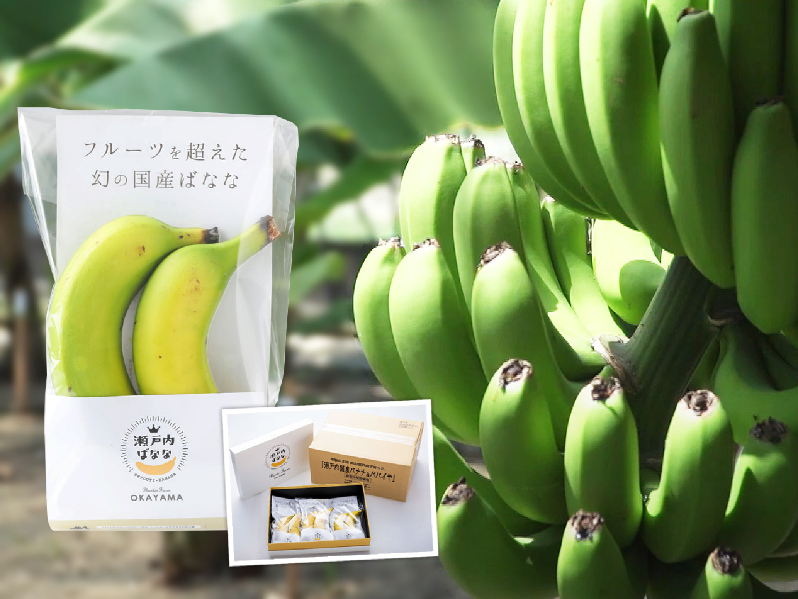岡山県笠岡産 瀬戸内ばなな – とびっきりギフト