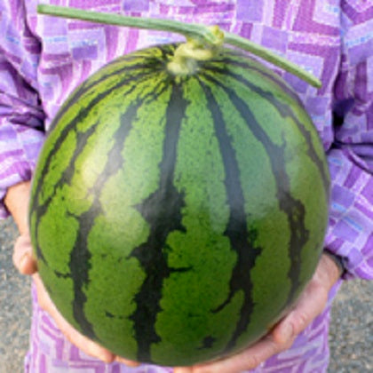 熊本県植木町産 最上級 特秀品「祭りばやし777」4Lサイズ 1玉