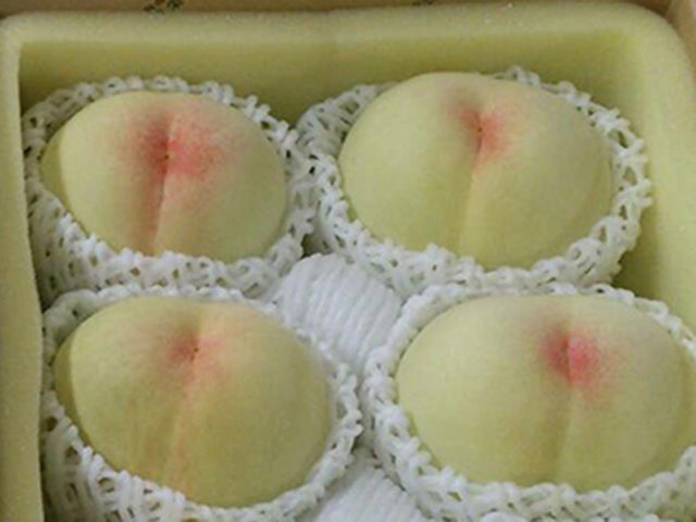 –　とびっきりギフト　岡山県倉敷市産「白桃」秀品4玉～5玉入り（桃　重量：約1.5kg）