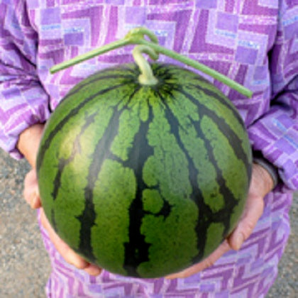 長野県下原産松本ハイランド西瓜 秀2L「サンハート」(7~8kg 1玉)