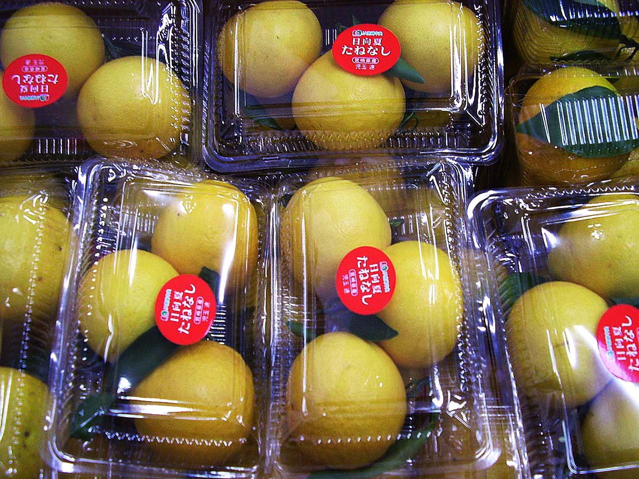 宮崎県産 日向夏(種無し) 3玉入×5パック 1,750g以上(税込・送料別)