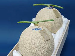 静岡県産 上級 山 クラウンメロン 高級桐箱 2玉 2.6kg(税込・送料別)