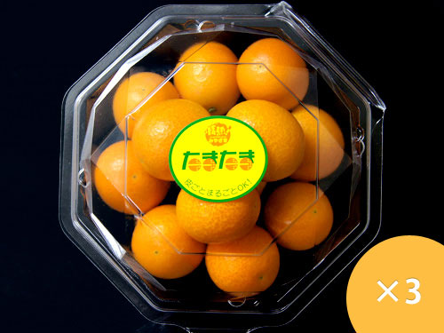 宮崎県産 上級 A品 完熟きんかん たまたま 2L 250g×3パック
