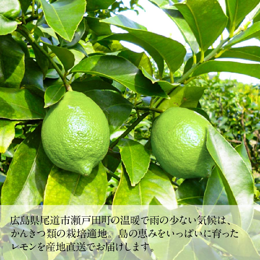 広島県瀬戸田町産 エコレモン グリーンレモン