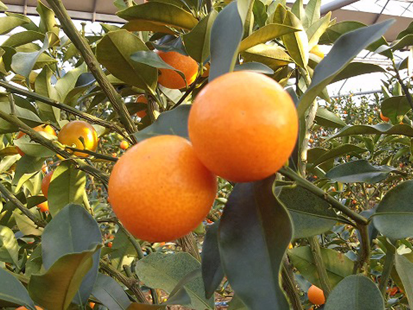 【完全予約販売制】 宮崎県産 最上級 A品 高級手詰め 完熟きんかん たまたまエクセレント 超特大4L