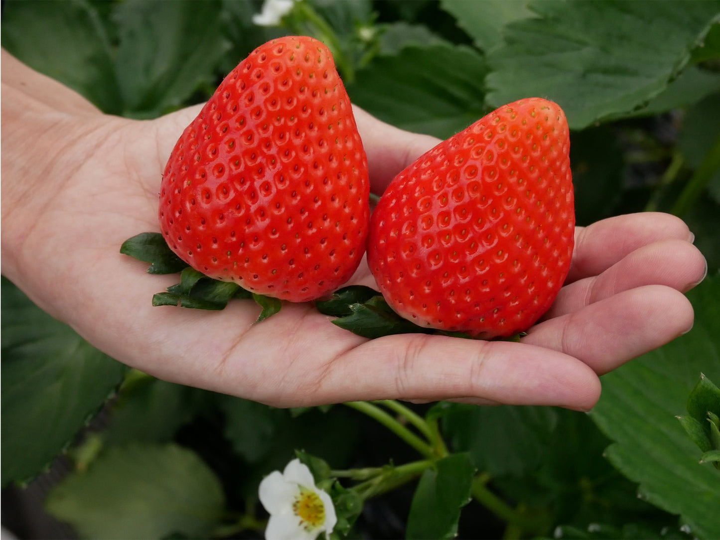 栃木県産 最上級SEクラス スカイベリー 極大粒 450g (8粒から11粒)(税込)