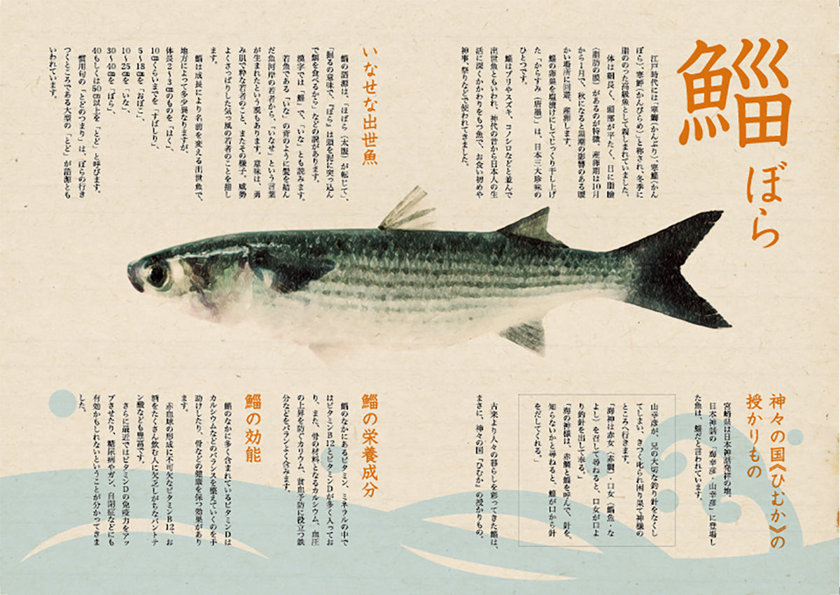 宮崎産 「寒沖鯔」と「あめいろ からすみ」