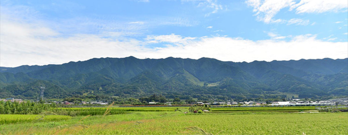 福岡県産プレミアム甘柿 太秋・松本早生富有・秋王・富有