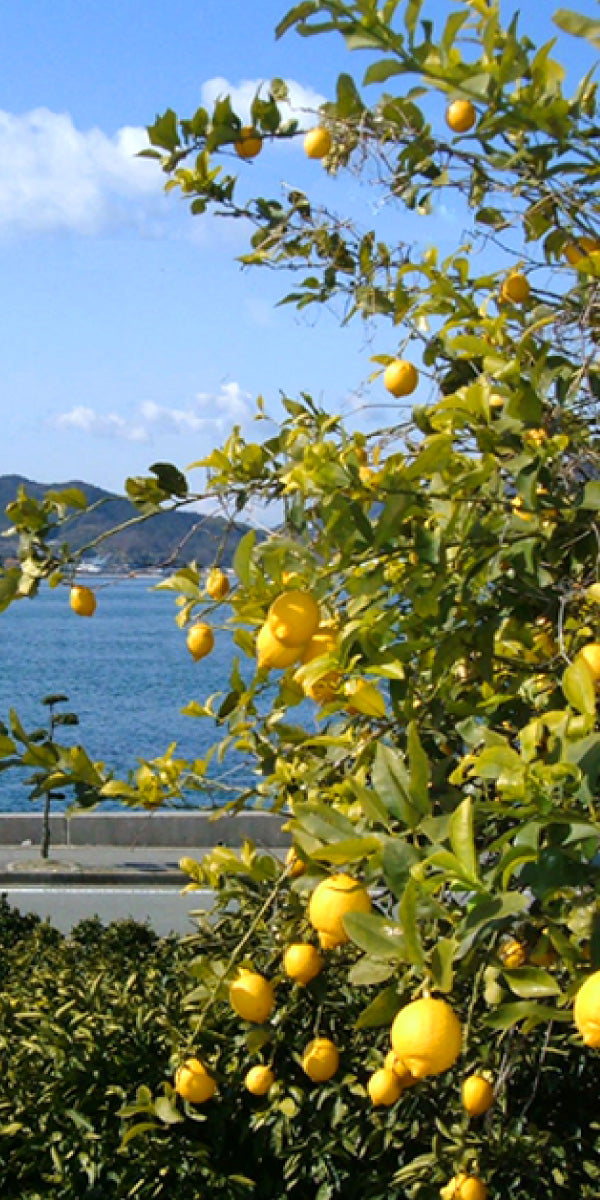 広島県瀬戸田町産 エコレモン