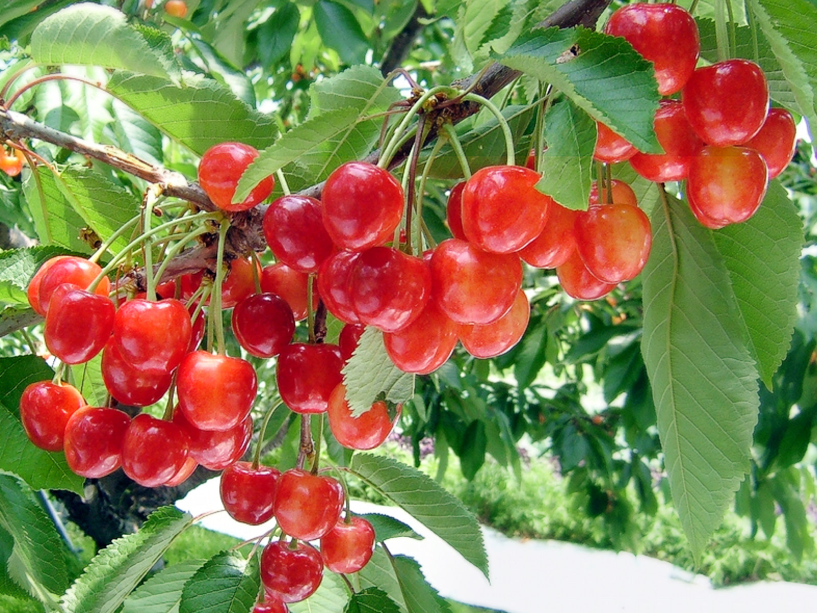 山形県産さくらんぼ 佐藤錦・紅秀峰