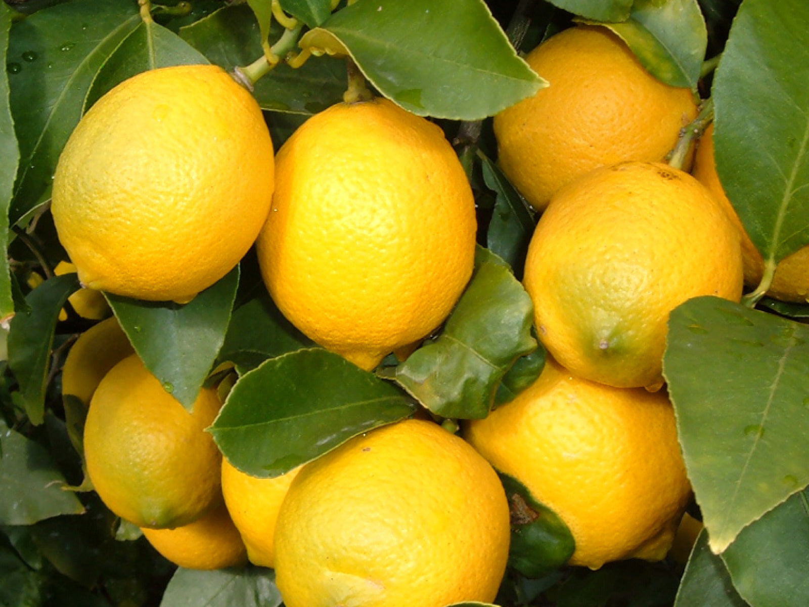 広島県瀬戸田町産 エコレモン