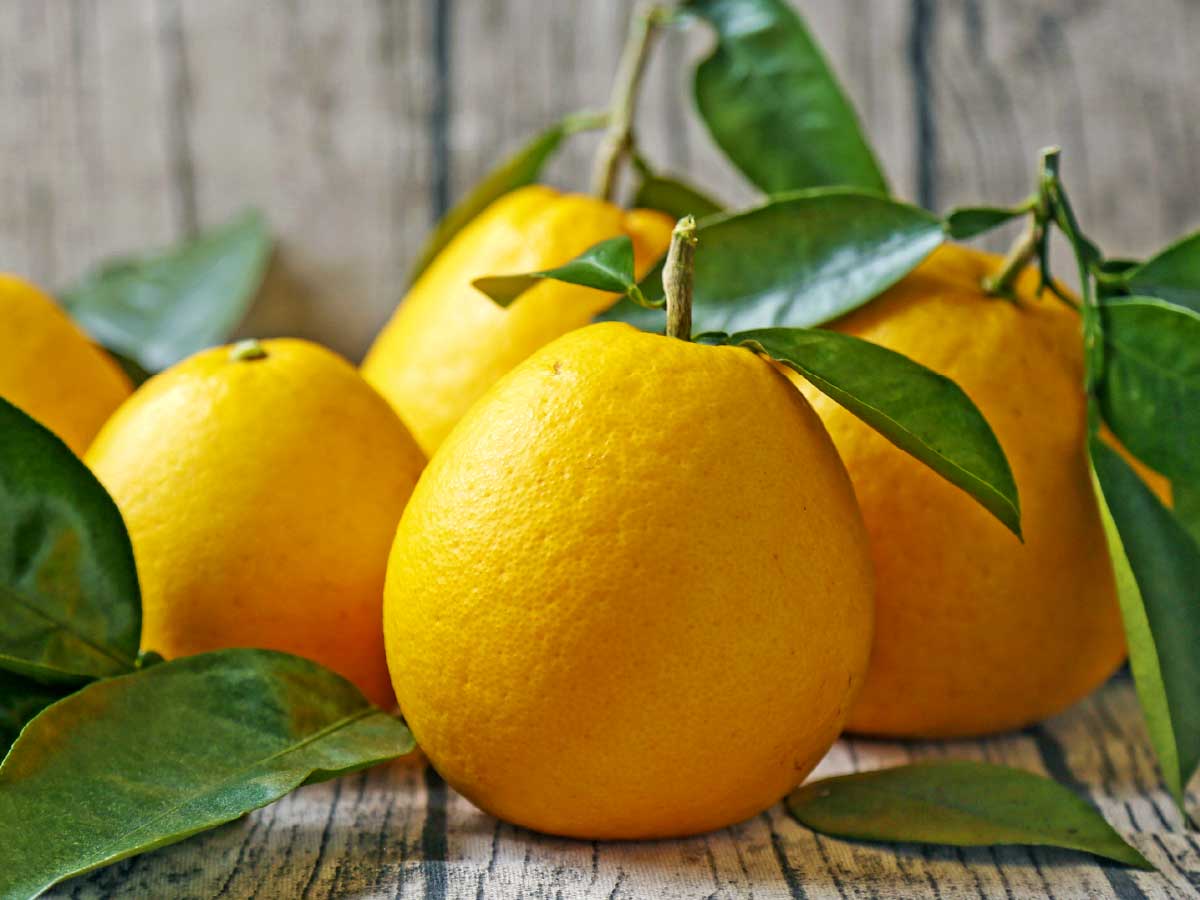 愛媛県産 特選 宇和島ゴールド