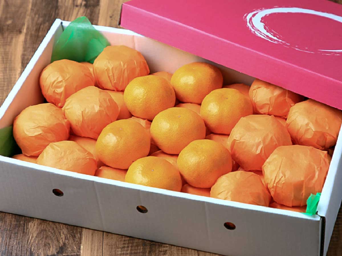 愛媛県産 特選 吉田みかん