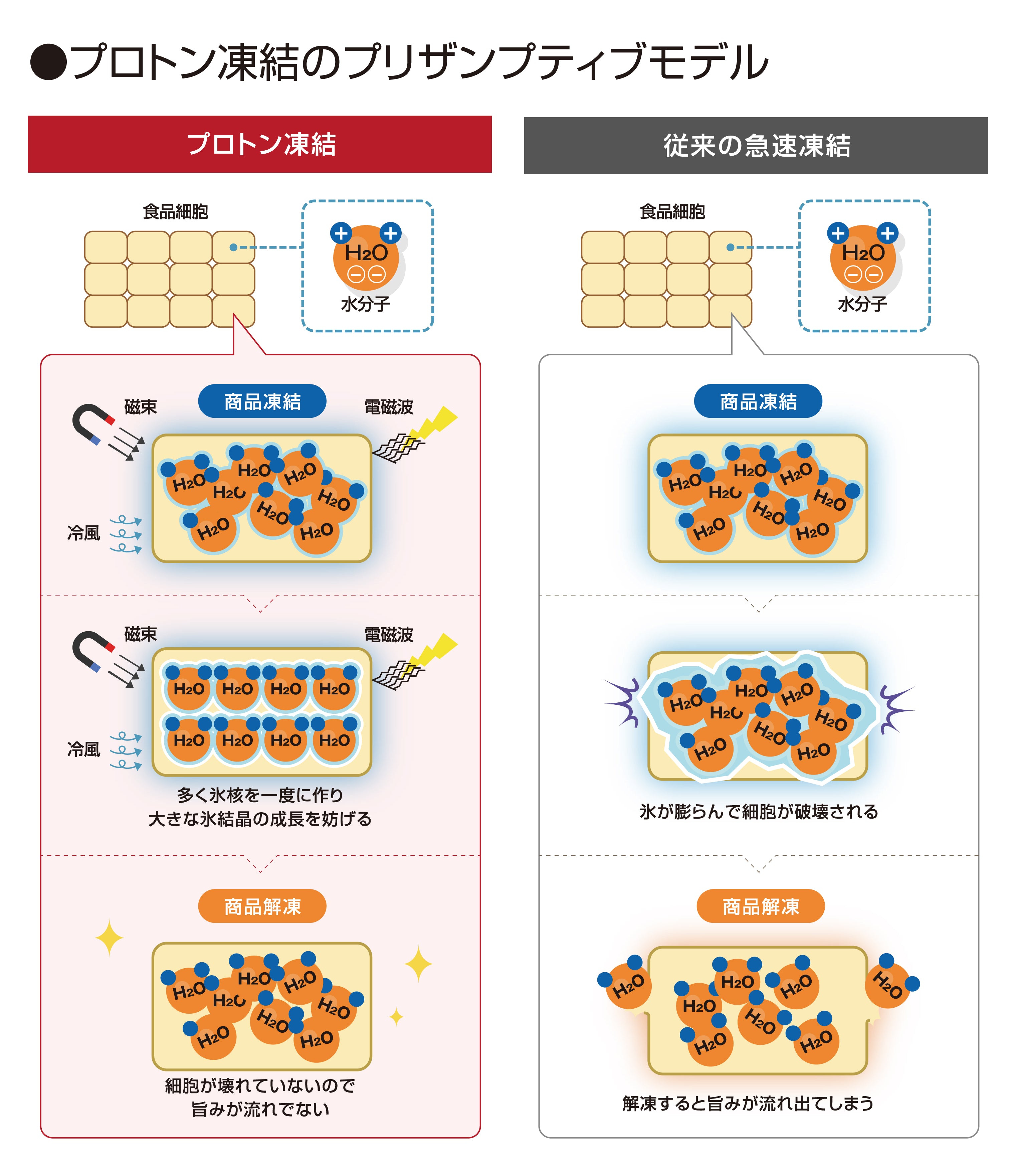 北海道産ホタテ貝柱 プロトン凍結製法1