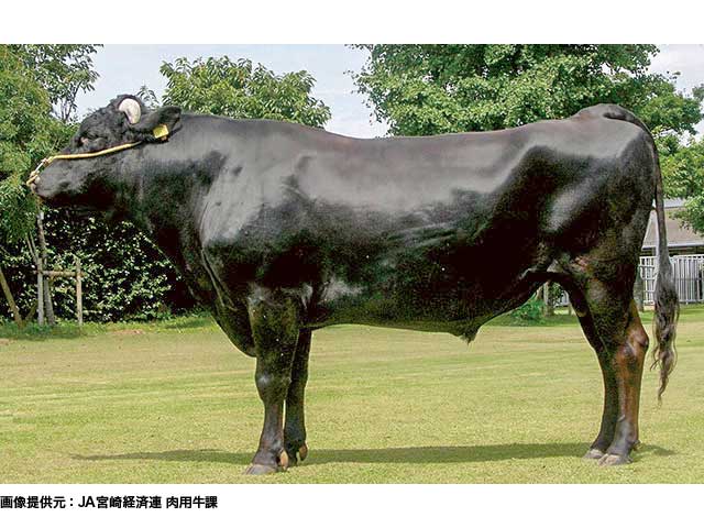宮崎牛の優秀な種牛の開発