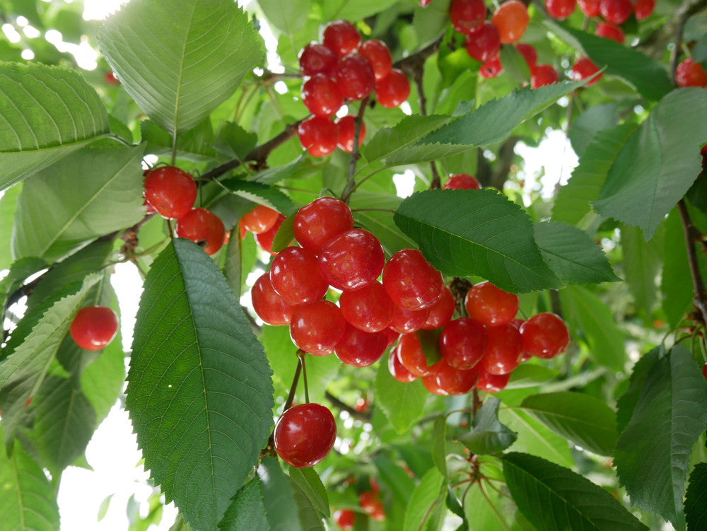 最上級 特秀品 山形県産 佐藤錦・紅秀峰販売開始！
