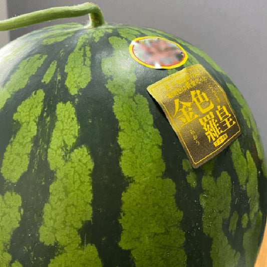 熊本県植木町産 ブランド スイカ販売開始！