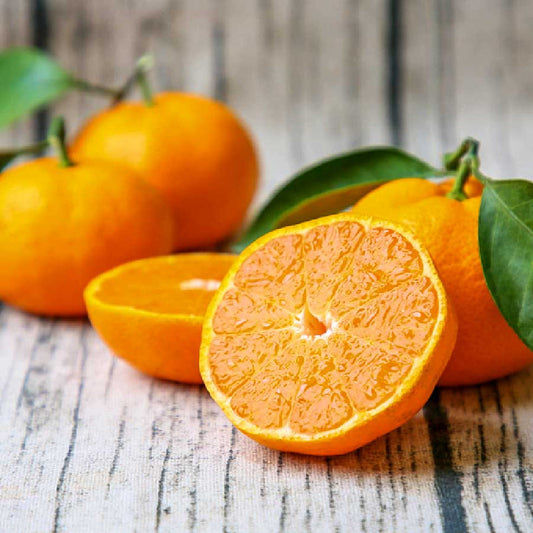 愛媛県 吉田町 匠 土山直美の柑橘の予約販売を開始いたします！