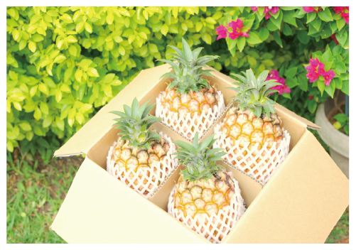 西表島産【ご予約商品】ピーチパイナップル3kg（4～6個入） – と 