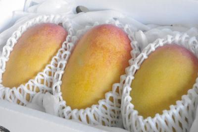 西表島産【ご予約商品】マンゴー：てぃらら 約2ｋｇ（3～6玉）