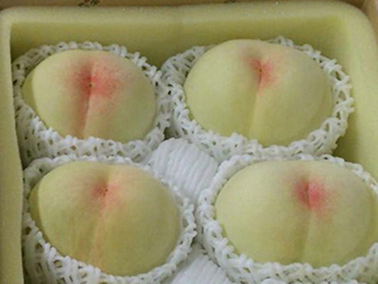 岡山県倉敷市産「白桃」秀品4玉～5玉入り（桃 重量：約1.5kg）