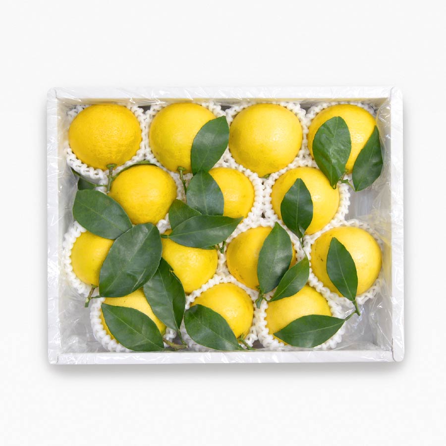 宮崎県産 最上級 赤秀品 プリンセス日向夏（種無し） 14玉