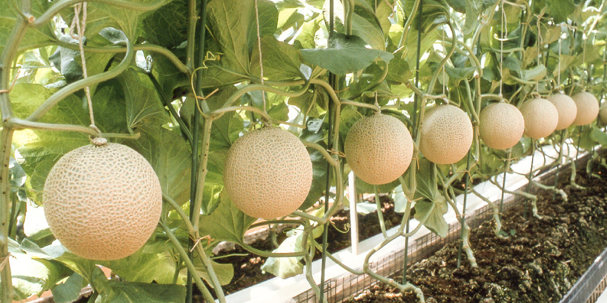 静岡県産 クラウンマスクメロン – とびっきりギフト