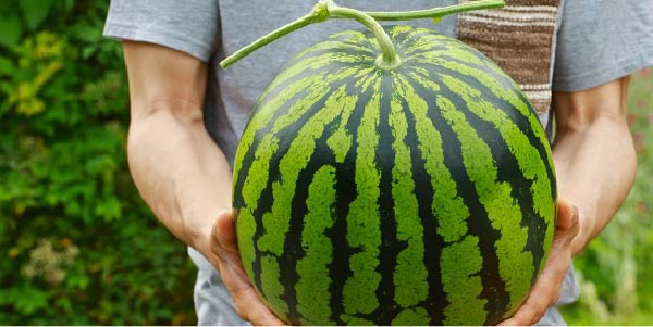 長野県産下原完熟すいか 収穫