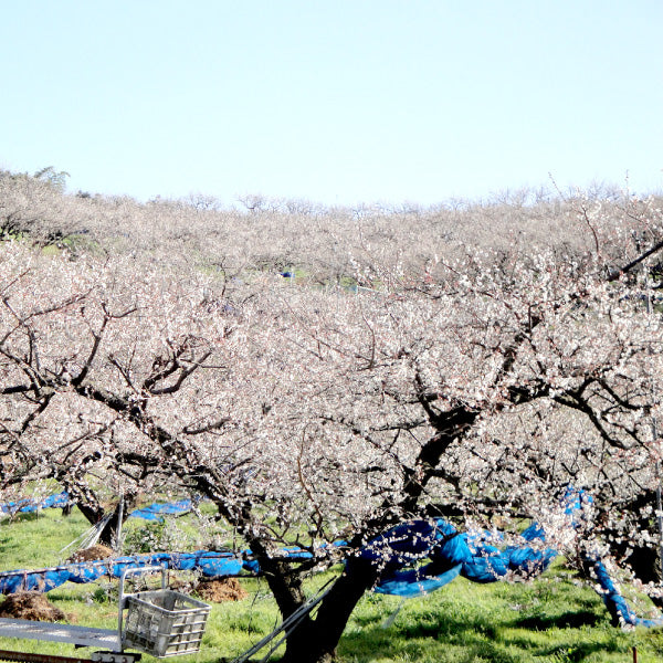 和歌山紀州みなべ町産 富之助の南高梅 梅干 – とびっきりギフト
