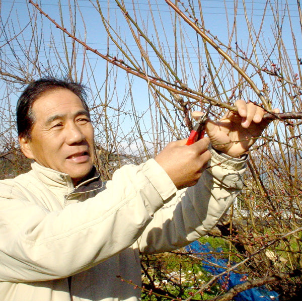 佐々木農園 紀州和歌山産 はちみつ漬け南高梅 1.6kg 特製木樽入-