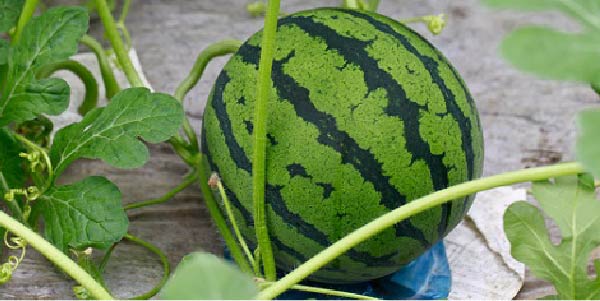 熊本県植木町産 厳選特秀スイカ – とびっきりギフト