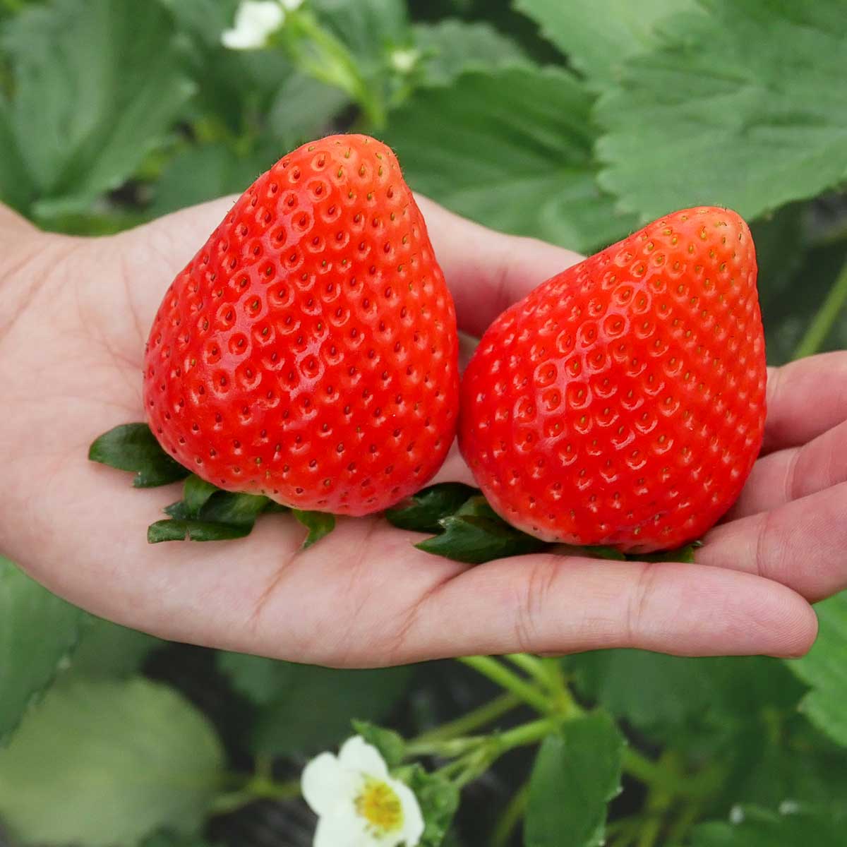 栃木県産】最上級SEクラス スカイベリー 極大粒 450g（8粒から11粒