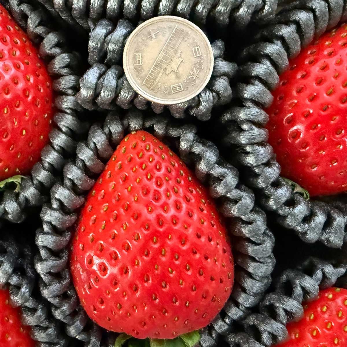 厳選いちご 古都姫（ことひめ）