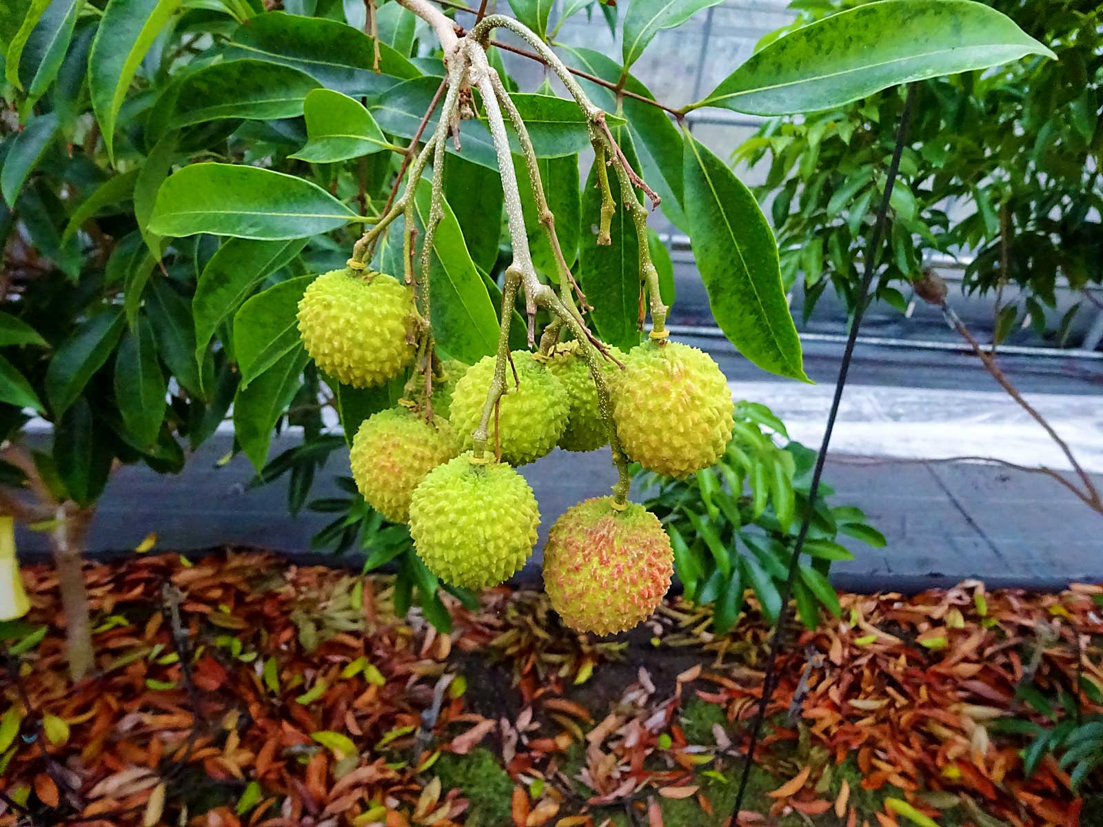 宮崎県 ライチ