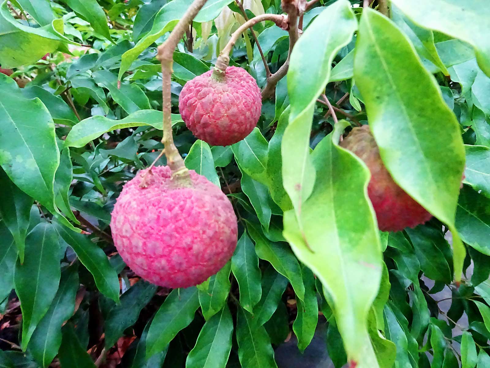 宮崎県 ライチ