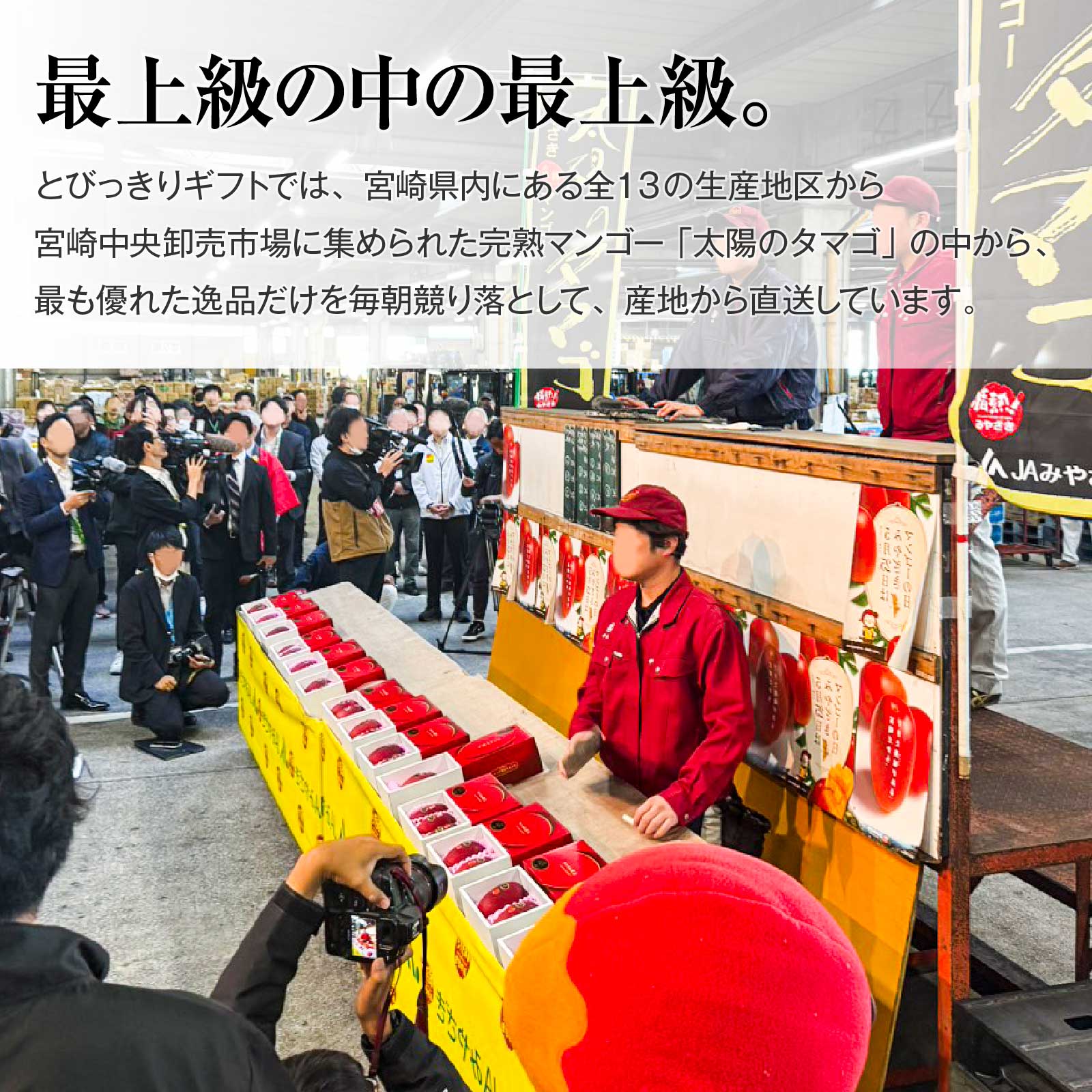 ★限定1名様　薪　アカシヤ　玉切り　１００キロ単価 宮崎中央地区限定】最上級 赤秀品(AA品) 太陽のタマゴ 高級木箱入 5L×3