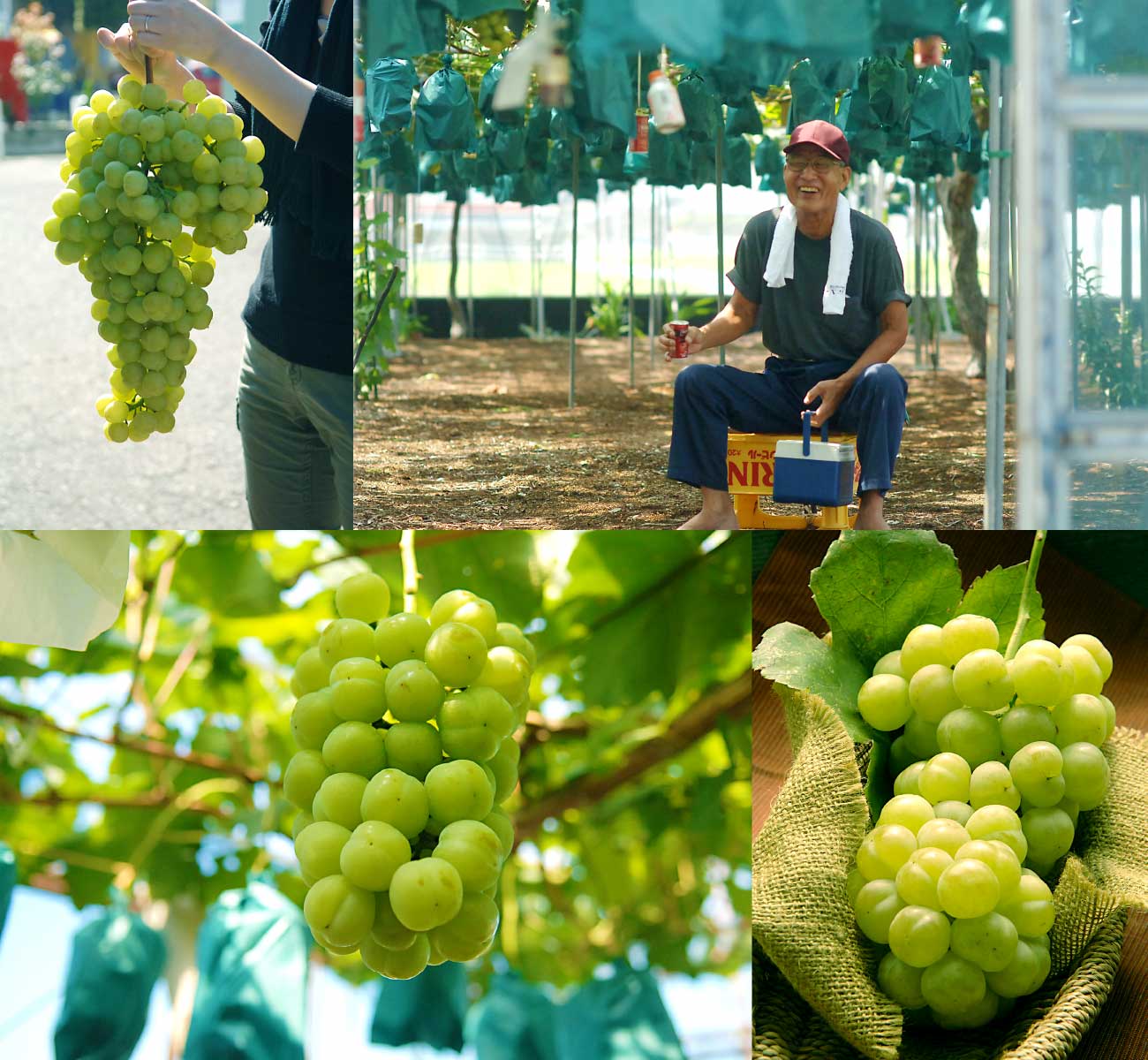 岡山県産プレミアム葡萄　匠 吉田宣孝さんが作る超大房 桃太郎ブドウ