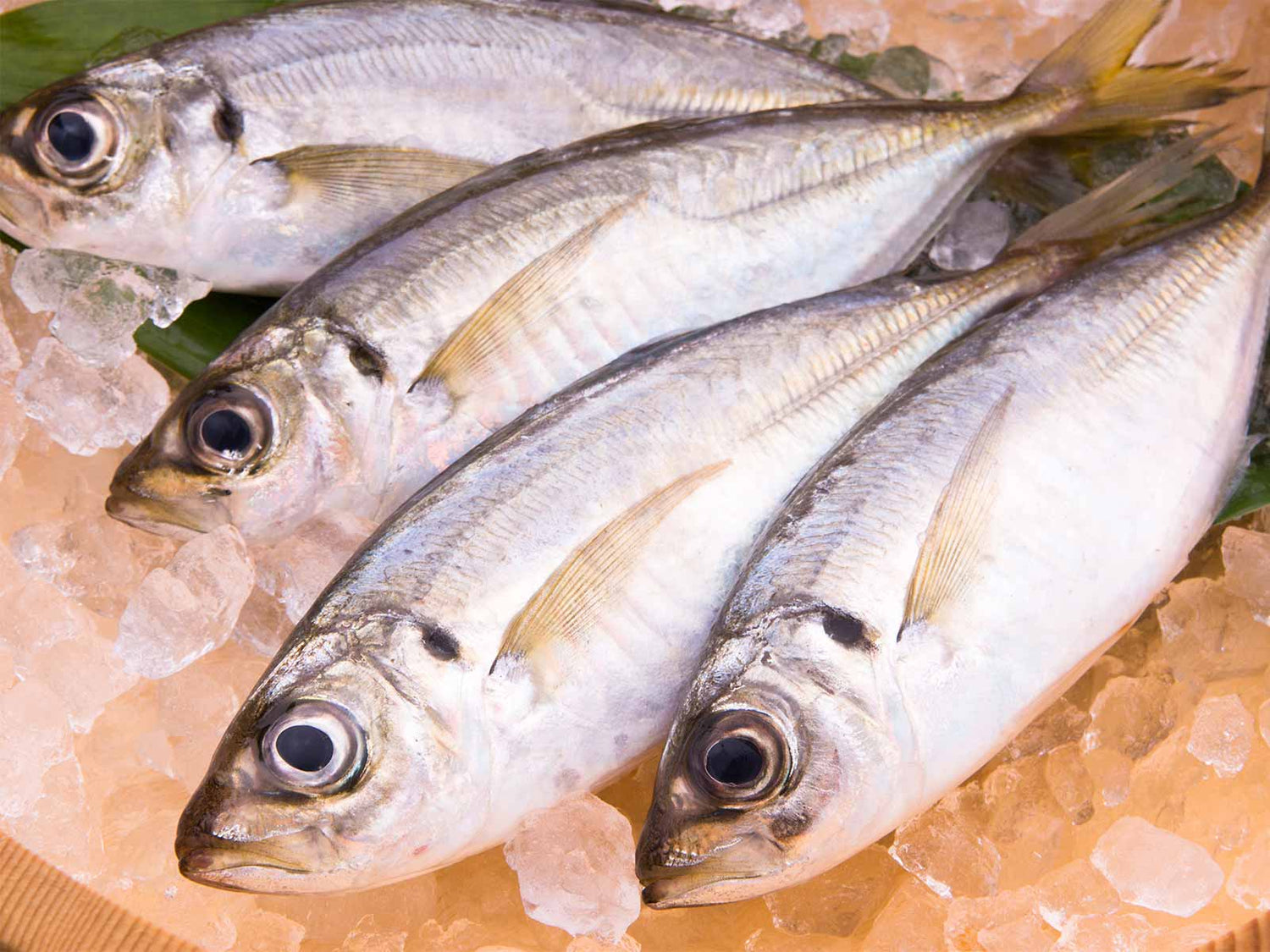 島根県産 干物 あじ