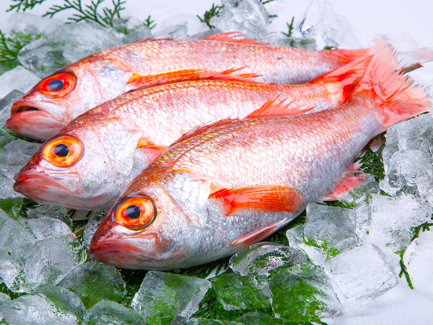 島根県産 干物 のどぐろ