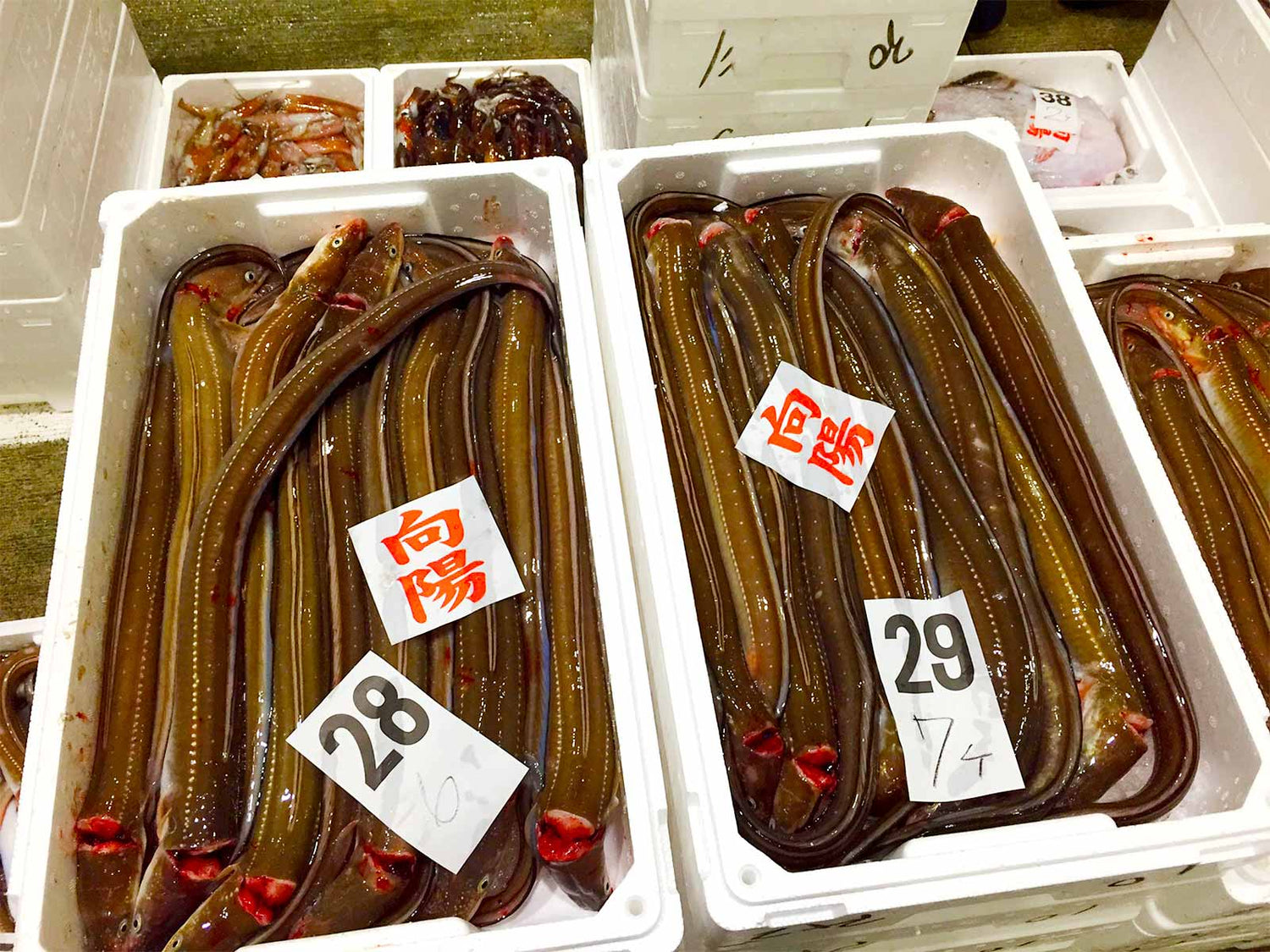 島根県産 干物 穴子