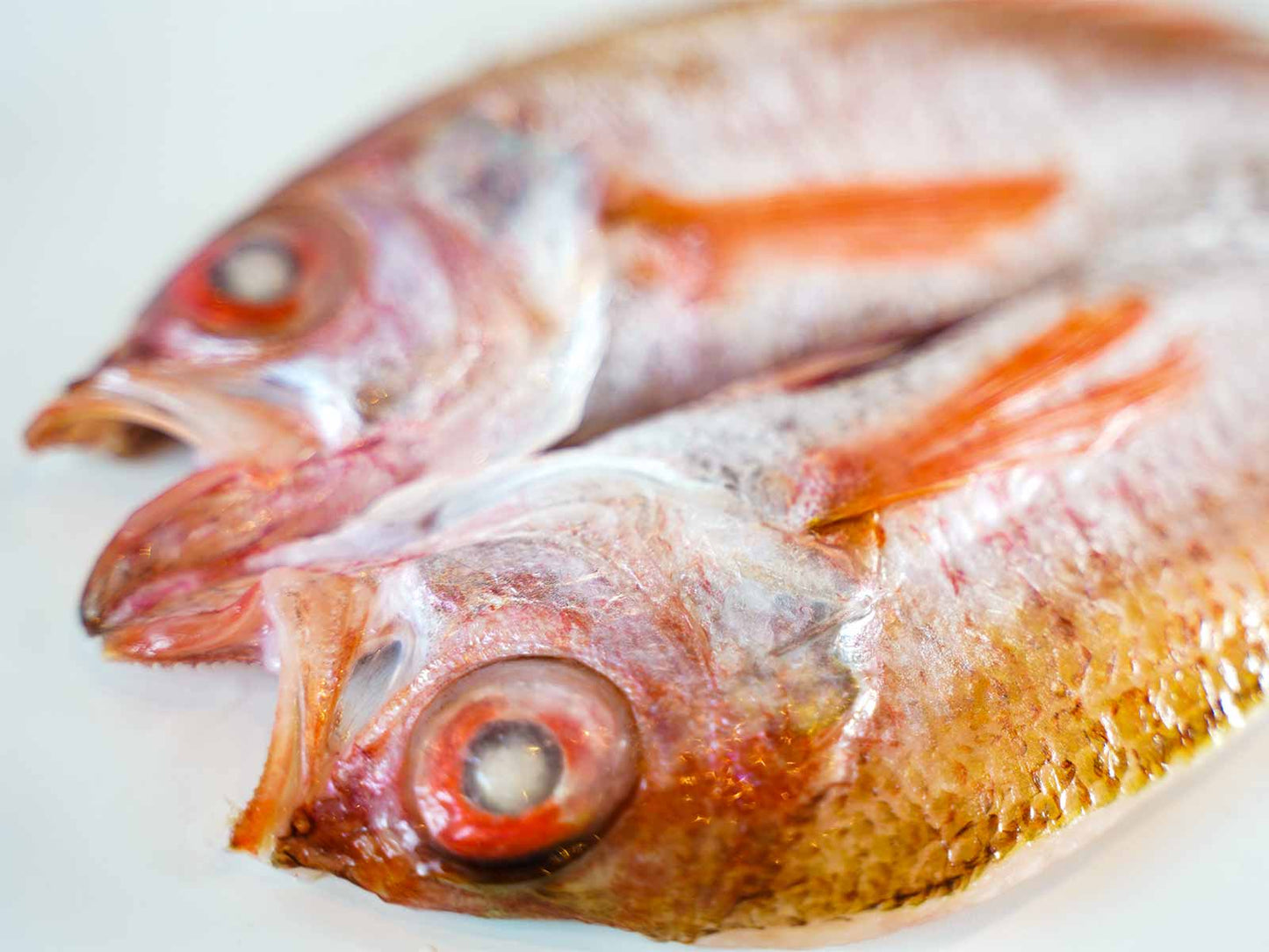 島根県産 干物 【一日漁・一夜干】 超プレミアム商品 超特大のどぐろの干物 （360～400g×1枚）