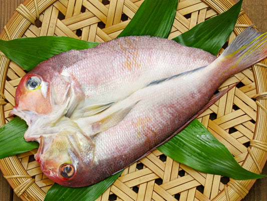 島根県産 干物 【一日漁・一夜干】 超プレミアム商品 特大甘鯛の干物（500g～550g×1枚）