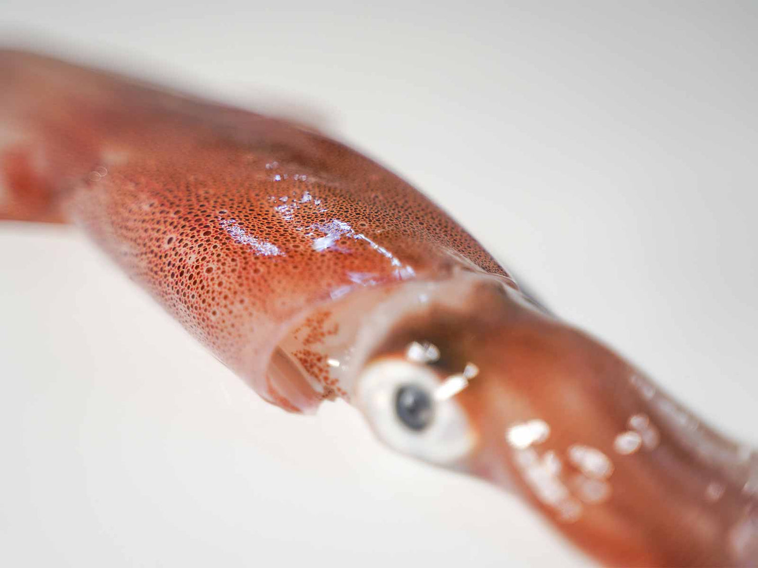 島根県産 干物 白いか