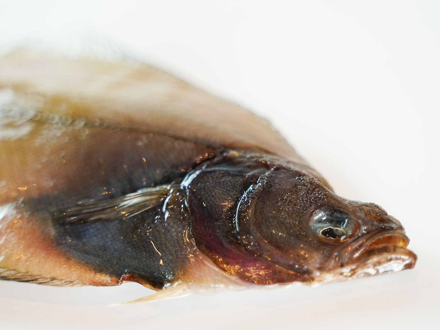 島根県産 干物 白かれい